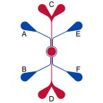 IMN2-slits-schematic