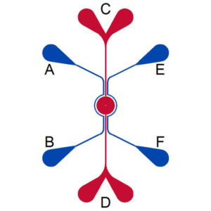 IMN2-slits-schematic