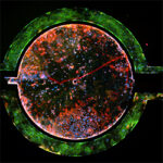 10x stitch co-culture 250