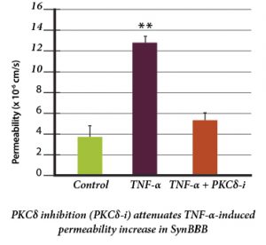 SYNBBB_permeability