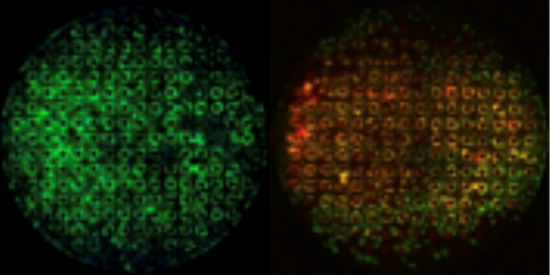 cardiac cells