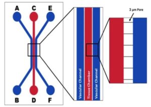 linear tumor