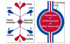 syntox schematic