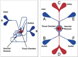 Chip cartoons-Idealized and microvascular