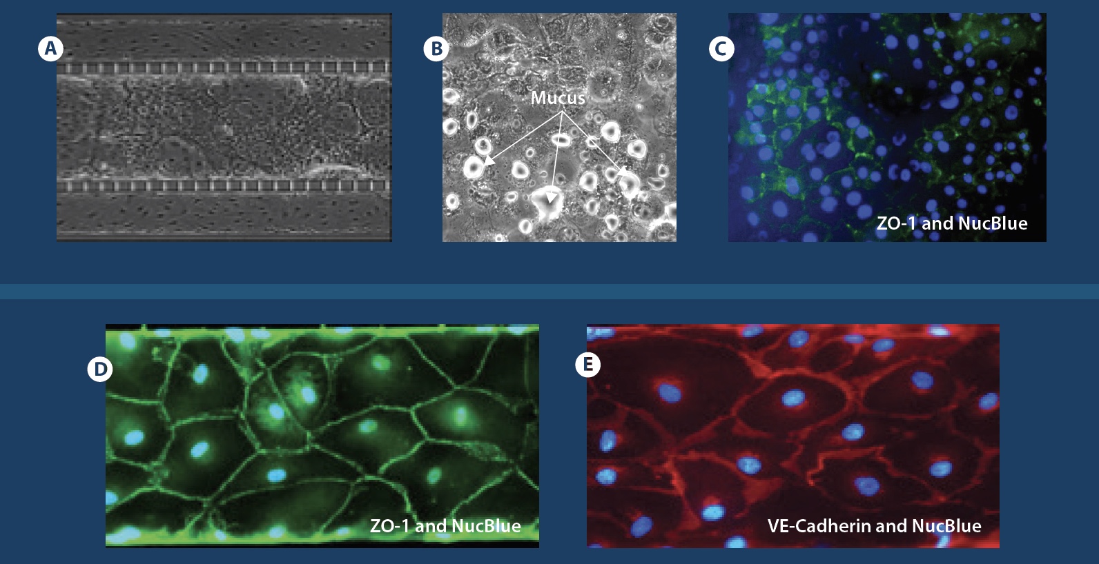 SynALI-mucus formation and biomarker staining