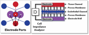 Synbbb teer chip schematic