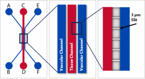 Linear Chip
