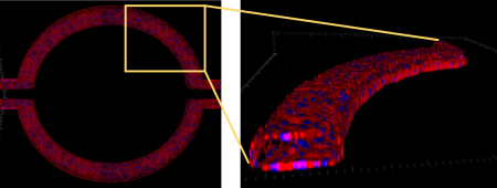 Complete lumen formed with hCMEC-D3 brain endothelial cell line