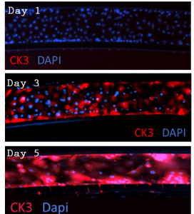 Epithelial stratification