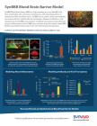 SynBBB Blood Brain Barrier Model Brochure
