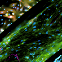 Synocu image homepage