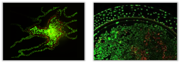 SynTumor Co-culture chips visualization