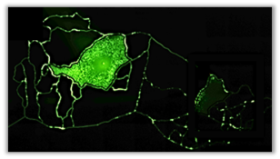 SynTumor Tandem Co-culture visualization
