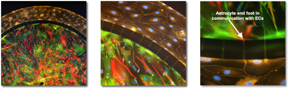 Human brain edothelial cells/pericytes/astrocytes