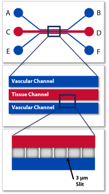 Vertical SynALI Linear Chip